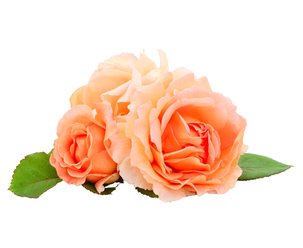 Born-To-Ask-And-Receive-Orange-Rose